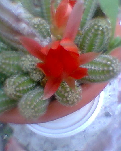 cactus