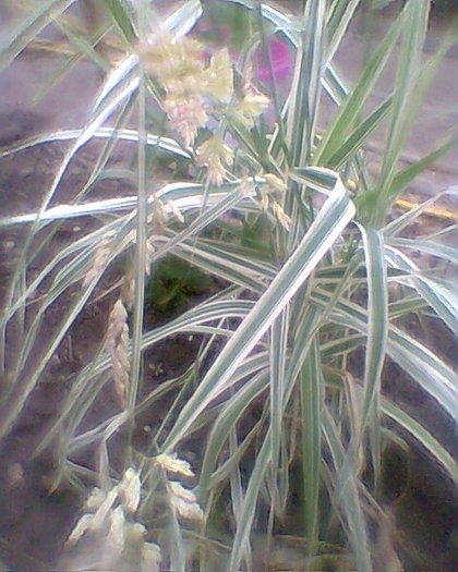 costrei