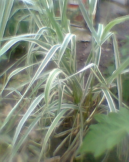 costrei