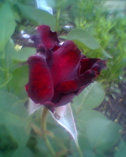 trandafir grena
