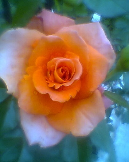 Fotogr.0293