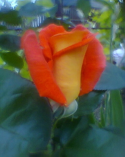 Fotogr.0296