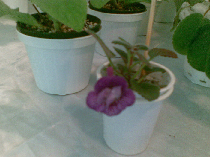 03062011(098) - expozitie nationala de violete 3-5 iunie 2011