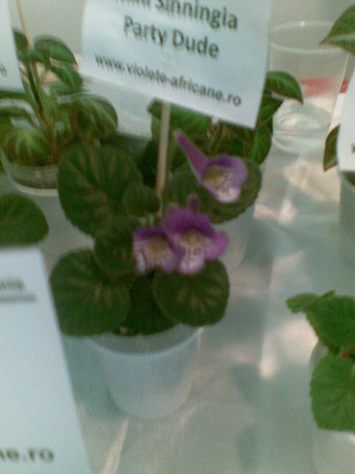 03062011(101) - expozitie nationala de violete 3-5 iunie 2011