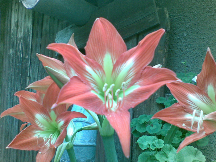 03062011(129) - amaryllis 2011