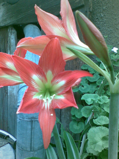 03062011(130) - amaryllis 2011