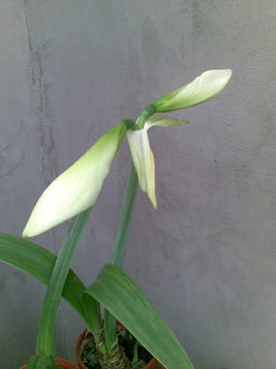 03062011(133) - amaryllis 2011