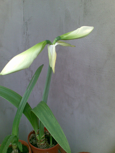 03062011(125) - amaryllis 2011