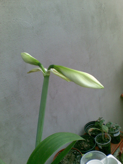 03062011(126) - amaryllis 2011