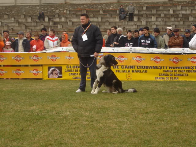 barlad 2005 3 - Fotografii pentru explicitarea standardului oficial al rasei ciobanesc romanesc carpatin