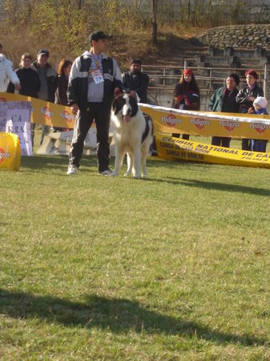 barlad 2005 11 - Fotografii pentru explicitarea standardului oficial al rasei ciobanesc romanesc carpatin