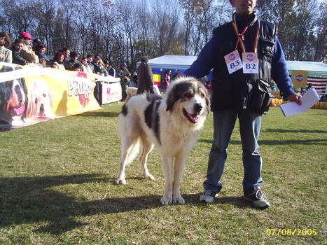 barlad expo 3 - Fotografii pentru explicitarea standardului oficial al rasei ciobanesc romanesc carpatin