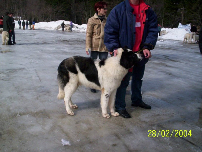 000_0413 azuga 2004 - Fotografii pentru explicitarea standardului oficial al rasei ciobanesc romanesc carpatin