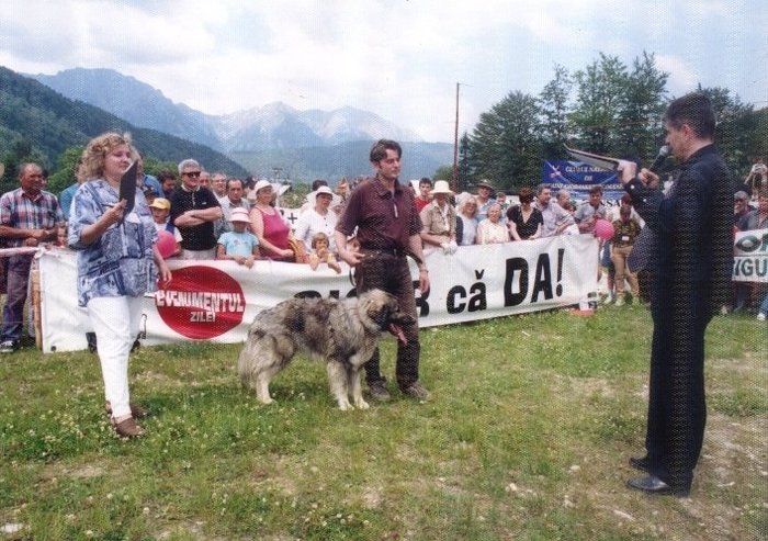 Novac B'Mac azuga 2000 - Fotografii pentru explicitarea standardului oficial al rasei ciobanesc romanesc carpatin