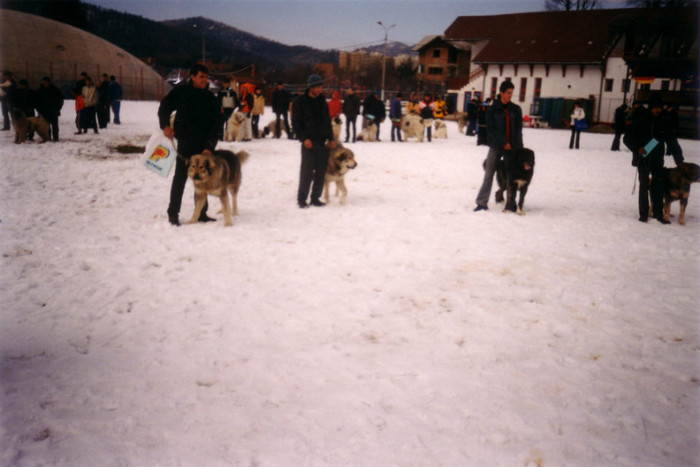 Caini Reprezentativi Rucar bv 2003 - Fotografii pentru explicitarea standardului oficial al rasei ciobanesc romanesc carpatin