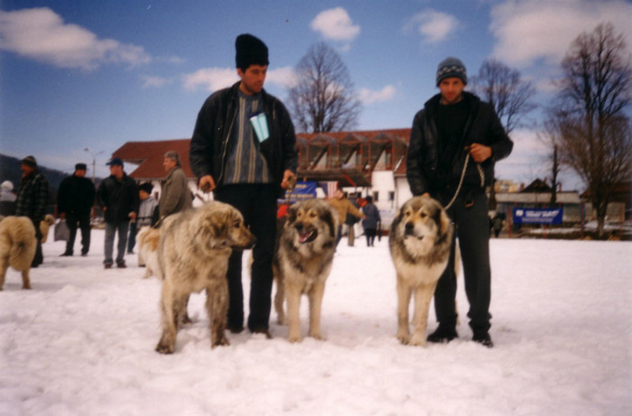 Ciobanesti de Casa Simion bv 2004 - Fotografii pentru explicitarea standardului oficial al rasei ciobanesc romanesc carpatin