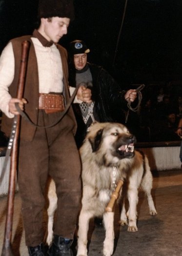 Canisa de Valeni 1998 - Fotografii pentru explicitarea standardului oficial al rasei ciobanesc romanesc carpatin