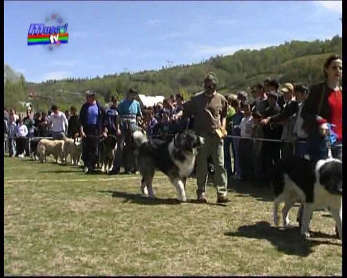 concurs_rucar_2004 006_0001 - Fotografii pentru explicitarea standardului oficial al rasei ciobanesc romanesc carpatin