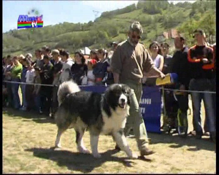 concurs_rucar_2004 006_0003 - Fotografii pentru explicitarea standardului oficial al rasei ciobanesc romanesc carpatin