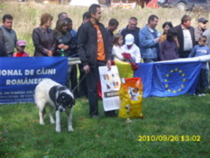 ilisesti 2010 - Fotografii pentru explicitarea standardului oficial al rasei ciobanesc romanesc carpatin
