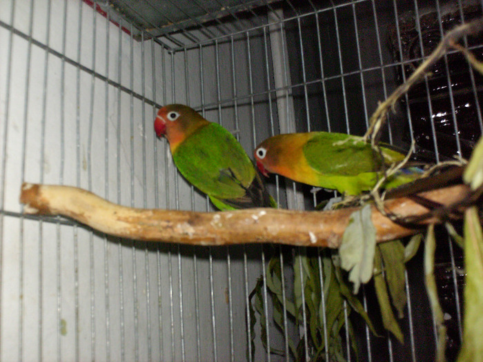 HPIM3506 - Agapornis-Matca-13