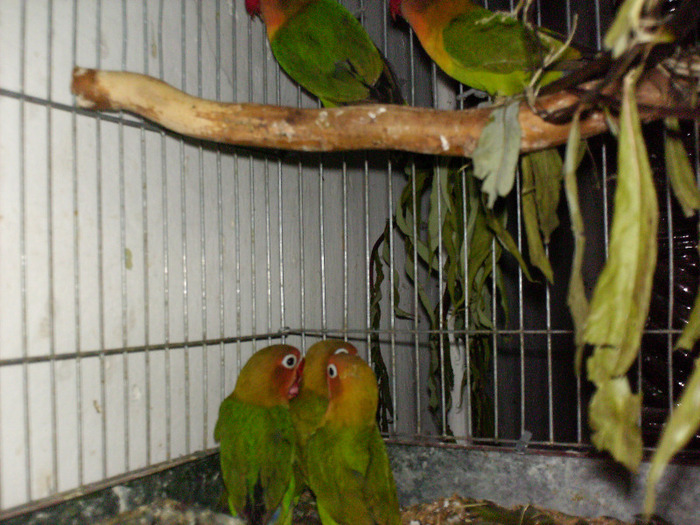 HPIM3507 - Agapornis-Matca-13