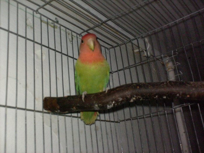 HPIM3508 - Agapornis-Matca-13