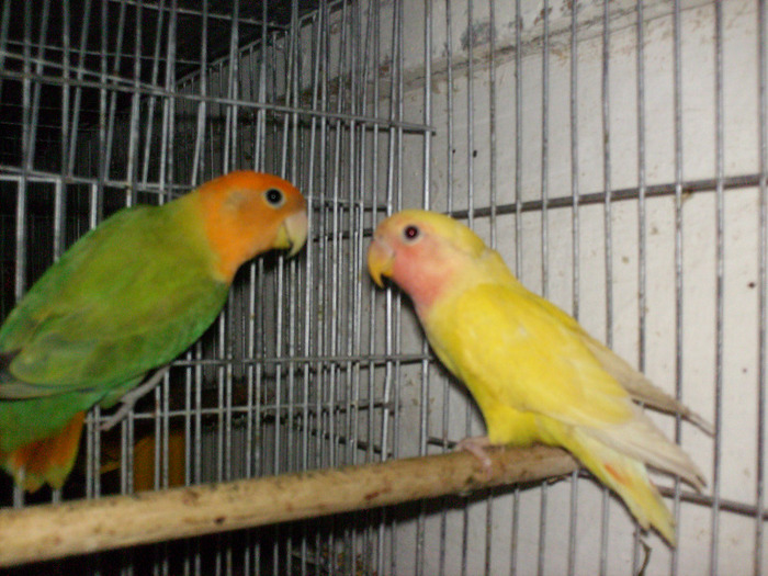 HPIM3510 - Agapornis-Matca-13