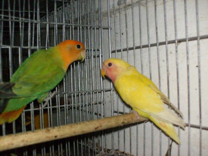 rozeicollis opalin si lutino