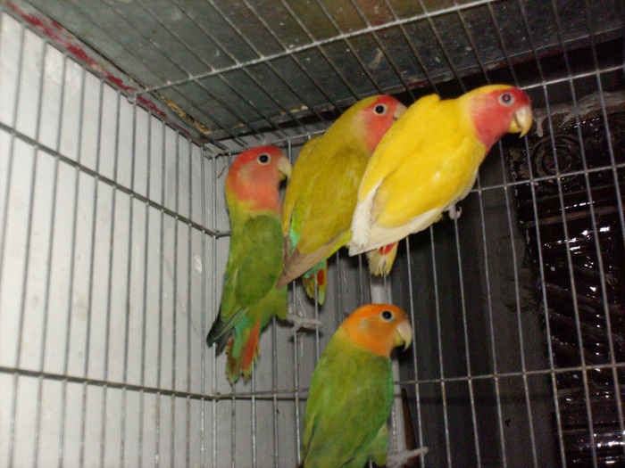 rozeicollis cinnamon ,lutino si opalin