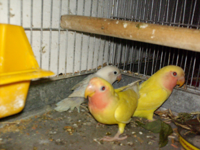 HPIM3534 - Agapornis-Matca-13