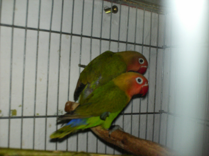 HPIM3540 - Agapornis-Matca-13