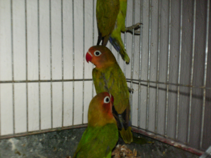 HPIM3541 - Agapornis-Matca-13