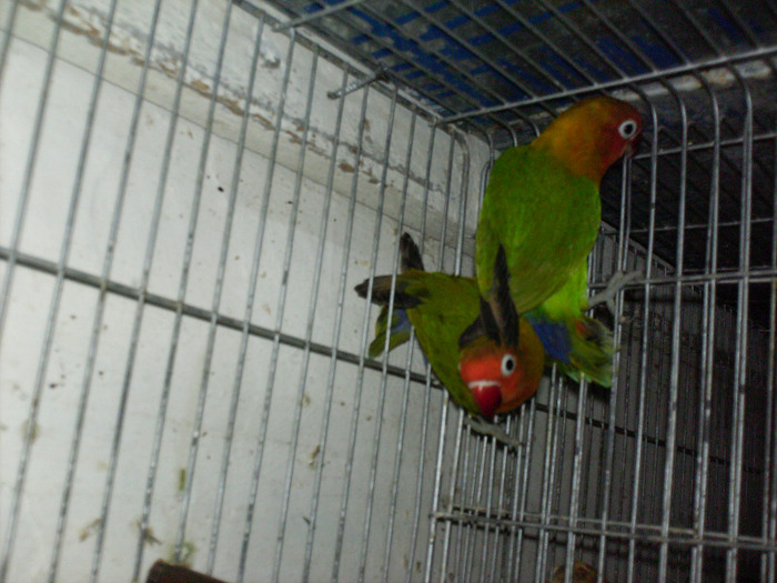 HPIM3543 - Agapornis-Matca-13