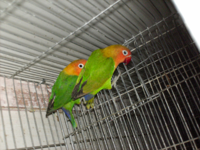 HPIM3544 - Agapornis-Matca-13