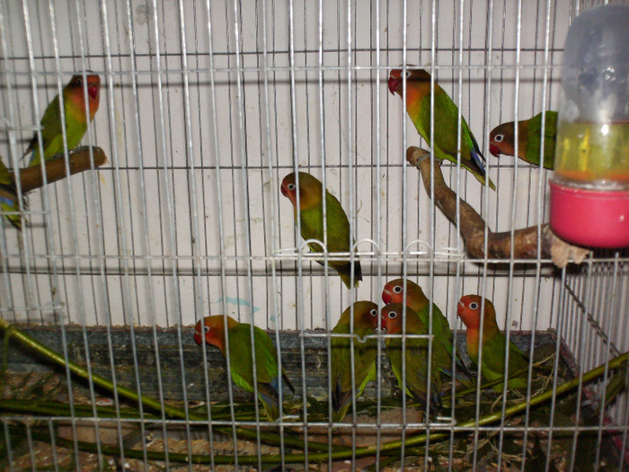 HPIM3494 - Agapornis-Pui-13