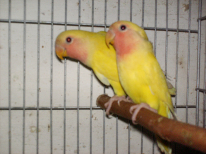 HPIM3501 - Agapornis-Pui-13