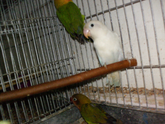 HPIM3502 - Agapornis-Pui-13
