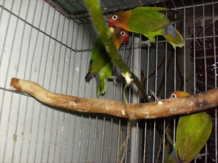 HPIM3504 - Agapornis-Pui-13