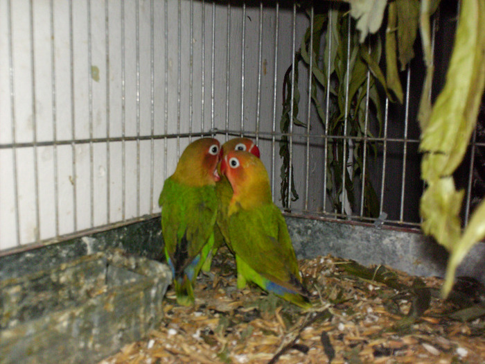 HPIM3505 - Agapornis-Pui-13