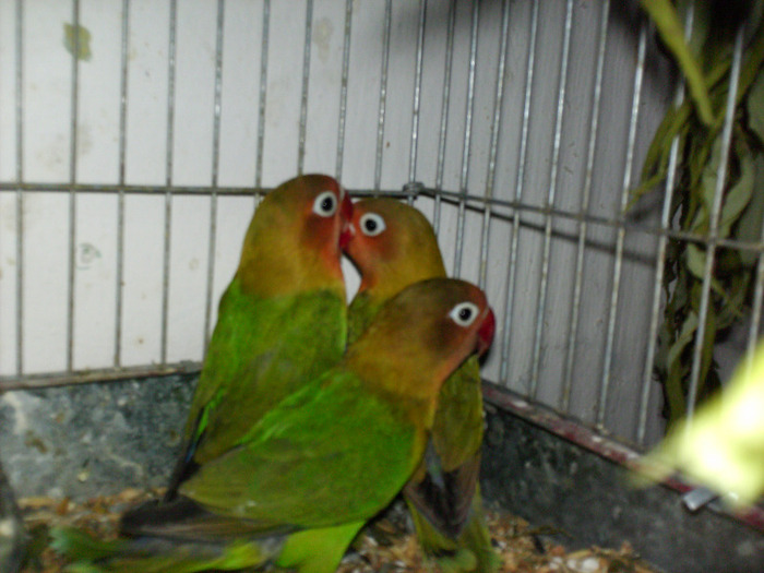 HPIM3518 - Agapornis-Pui-13