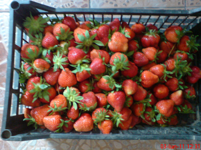 poze sony ericson solar 016