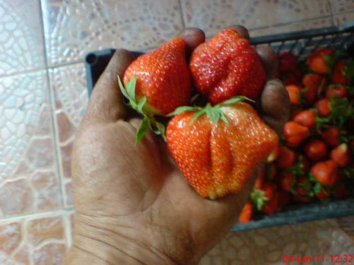 poze sony ericson solar 017