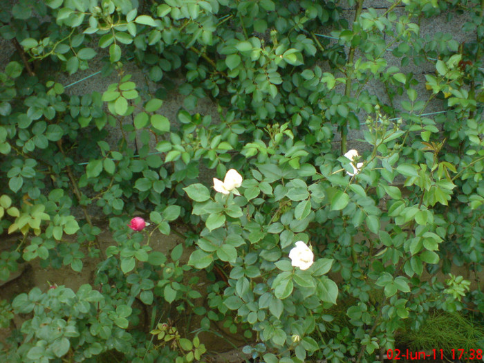 poze sony ericson solar 013