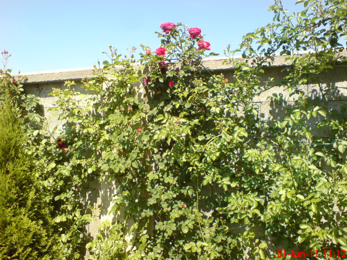 poze sony ericson solar 021