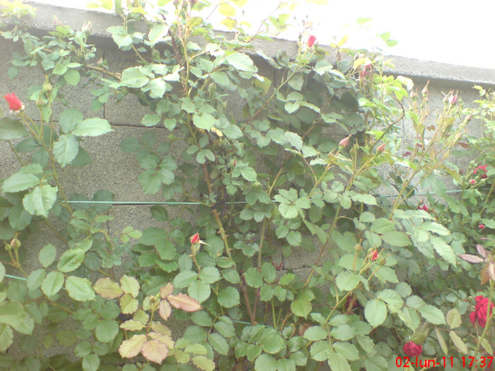 poze sony ericson solar 012