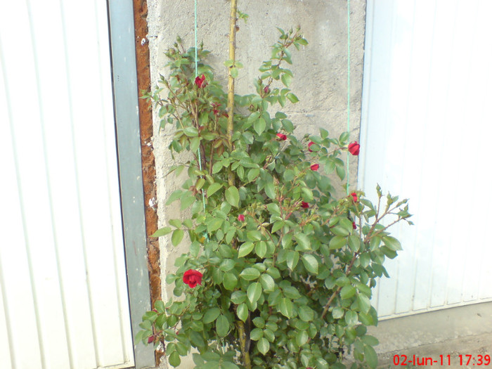 poze sony ericson solar 015