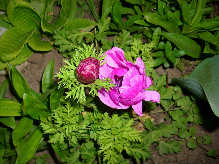 IMG_3139 - gradina mea 2011