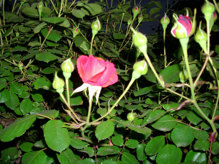 IMG_3226 - gradina mea 2011