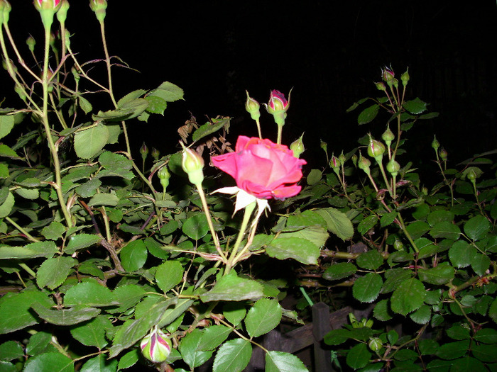 IMG_3227 - gradina mea 2011